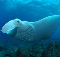 Manta Bommie Dive Site - Australia Accommodation