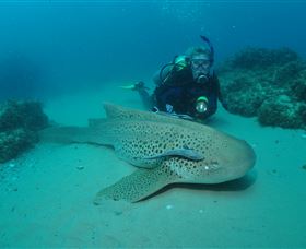 Manta Bommie Dive Site - Australia Accommodation 1
