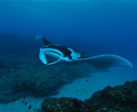 Manta Bommie Dive Site - Australia Accommodation 2