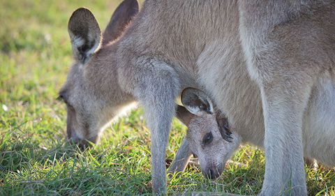 Moonee Beach Nature Reserve - Australia Accommodation 2