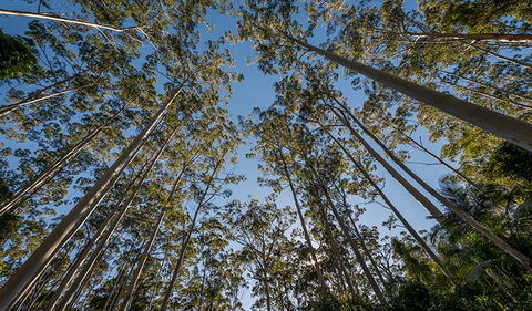 Queens Lake Nature Reserve - Australia Accommodation 2