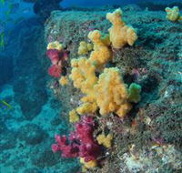 Shag Rock Dive Site - Australia Accommodation