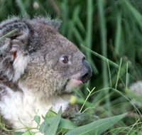 Koala Hospital - Australia Accommodation
