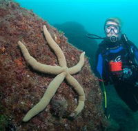 Cook Island Dive Site - Australia Accommodation