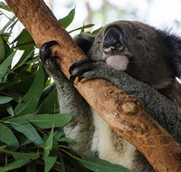 Macquarie Nature Reserve - Australia Accommodation