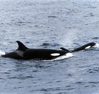 Killer Whale Trail - Australia Accommodation