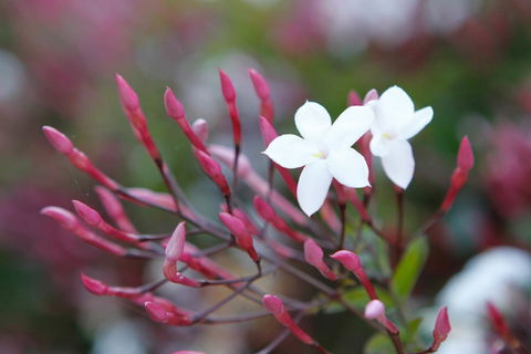 Jasmin Organics Skincare Farm And Factory - Australia Accommodation 3