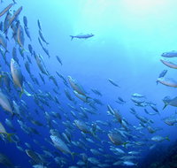 Cape Byron Marine Park - Australia Accommodation