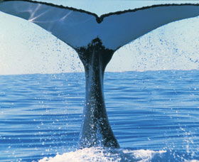 Humpback Whales - Australia Accommodation 0