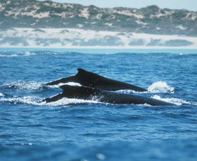 Humpback Whales - Australia Accommodation 1