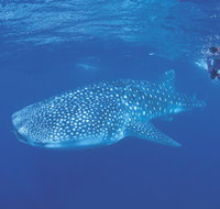 Ningaloo Reef - Australia Accommodation
