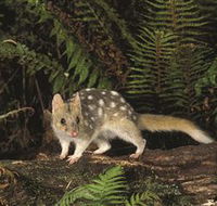 Tarkine Forest Reserve - Australia Accommodation