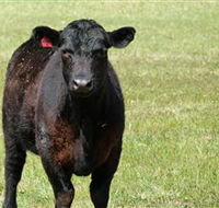 Denham Farm Beef and Lamb - Australia Accommodation