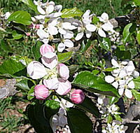 Avro Park Orchards - Australia Accommodation