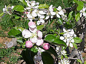 Avro Park Orchards - Australia Accommodation 0