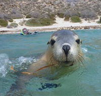 Calypso Star Charters - Australia Accommodation