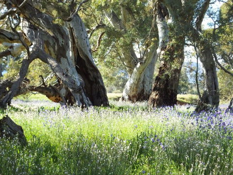 Aussie Heritage Tours - Australia Accommodation 4