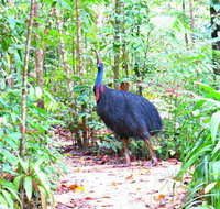 Daintree Safaris - Australia Accommodation