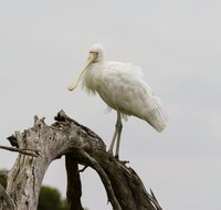 Melbourne Birding Tours - Australia Accommodation