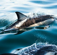 Dolphin Swim Australia - Australia Accommodation