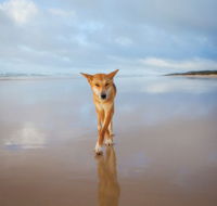 Fraser Island Adventure Tours - Australia Accommodation