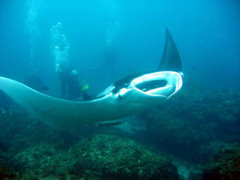 Kirra Dive “On The Tweed” - Australia Accommodation 3