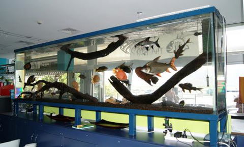 Aquariums In Cairns - Australia Accommodation 2