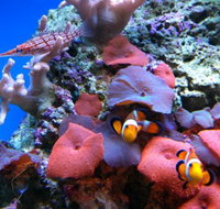 Tropical Marine Centre - Australia Accommodation
