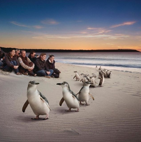 Down Under Thrills - Australia Accommodation 0