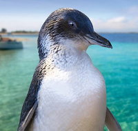 Full-Day Penguin Island  Fremantle Town - Australia Accommodation