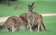 Full-Day Perth, Fremantle, Swan Valley & Wildlife Park - thumb 1
