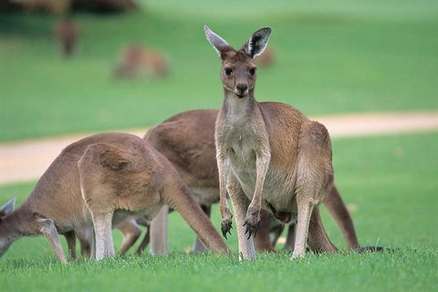 Full-Day Perth, Fremantle, Swan Valley & Wildlife Park - Australia Accommodation 1