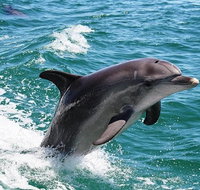 Half-Day Mandurah Canals  Dolphin Watch Tour - Australia Accommodation