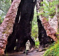 Margaret River Wineries Caves Ocean and Karri - Air  Ground Tour - Australia Accommodation
