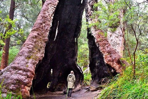 Margaret River Wineries, Caves, Ocean And Karri - Air & Ground Tour - Australia Accommodation 0