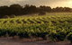 Margaret River Wineries, Caves, Ocean And Karri - Air & Ground Tour - thumb 4