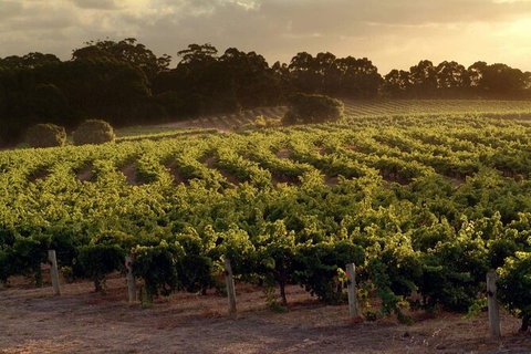 Margaret River Wineries, Caves, Ocean And Karri - Air & Ground Tour - Australia Accommodation 4