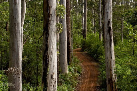 Margaret River Wineries, Caves, Ocean And Karri - Air & Ground Tour - Australia Accommodation 3