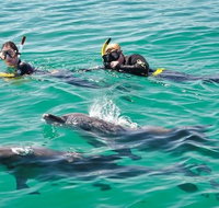 Swim with Dolphins Day Trip from Perth - Australia Accommodation
