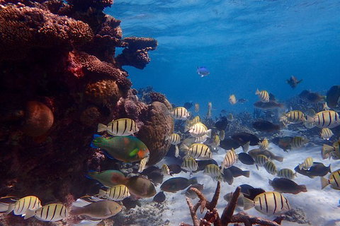 Lagoon Explorer - Ningaloo Reef Full-Day Kayaking And Snorkeling Adventure - Australia Accommodation 6