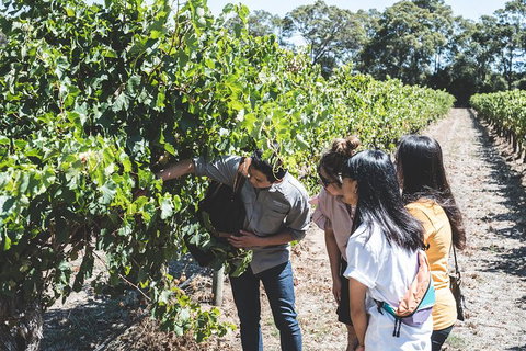 Voyager Estate: Private Winery Tasting Tour In Margaret River With Lunch - Australia Accommodation 2