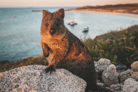 Rottnest Island Roundtrip Fast Ferry From Hillarys Boat Harbour - Australia Accommodation 5