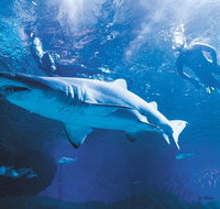 Snorkel with Sharks at AQWA - Australia Accommodation