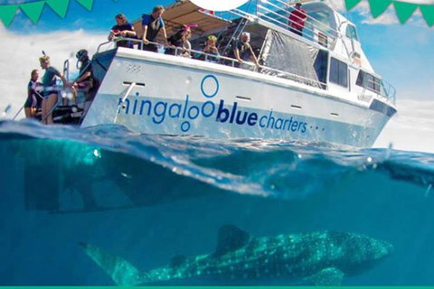 Swim With Whale Sharks- The Largest Fish In The World! - Australia Accommodation 1