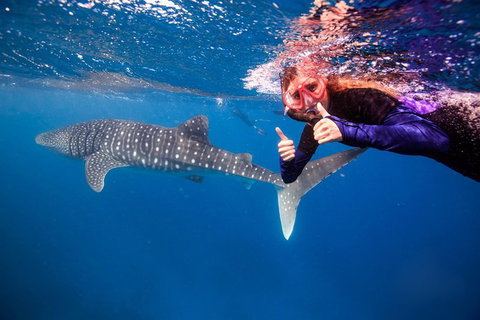 Swim With Whale Sharks- The Largest Fish In The World! - Australia Accommodation 0