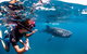 Swim With Whale Sharks- The Largest Fish In The World! - thumb 20
