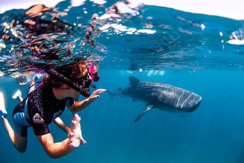 Swim With Whale Sharks- The Largest Fish In The World! - Australia Accommodation 20