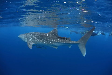 Swim With Whale Sharks- The Largest Fish In The World! - Australia Accommodation 3