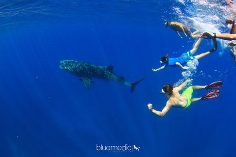 Swim With Whale Sharks- The Largest Fish In The World! - Australia Accommodation 36