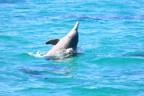 Swim With Whale Sharks- The Largest Fish In The World! - Australia Accommodation 28